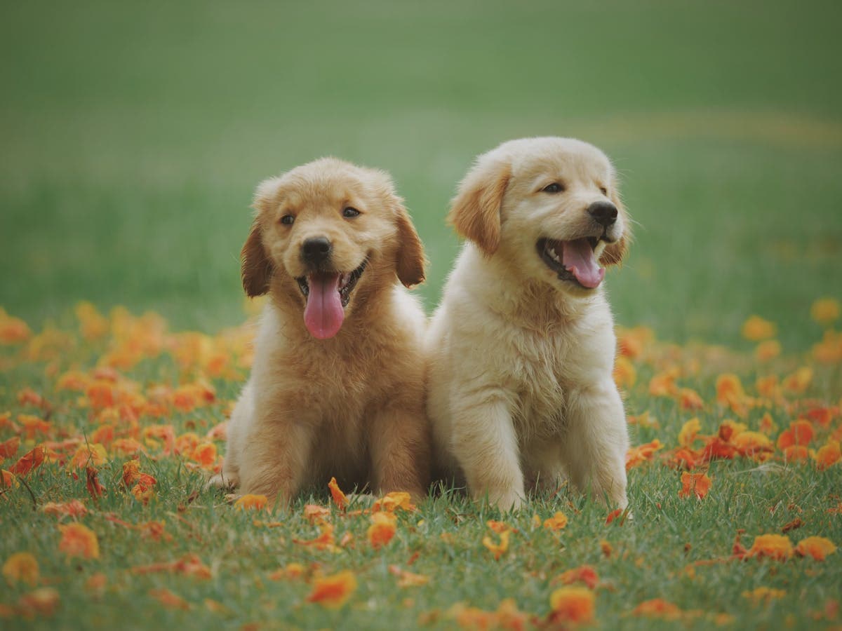 Glad hund der leger med hundelegetoej udendoers