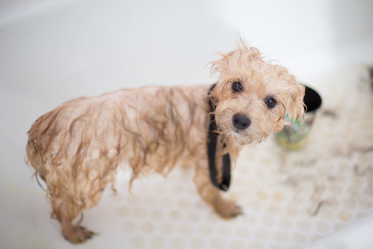 Hund i bad - guide til vask og pelspleje af hund