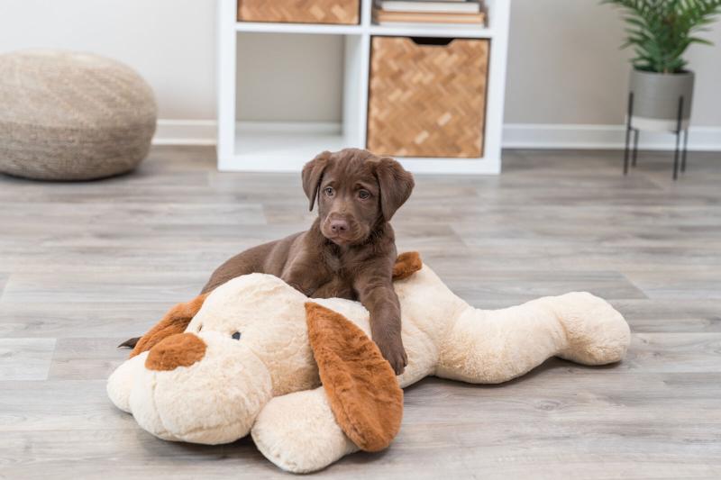Benny Kælehund 75 cm – Tryghed og Komfort til Hunden